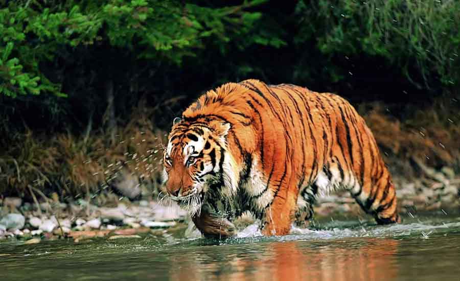 HCL and The Habitats Trust present – The Royal Bengal Tigers of