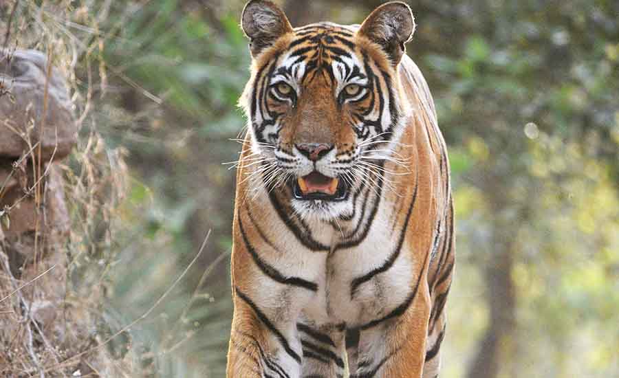 Royal Bengal Tigers Might Vanish from Planet Earth in the Next 50