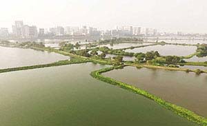 Kolkata Wetlands Must be Saved without Compromising on Development