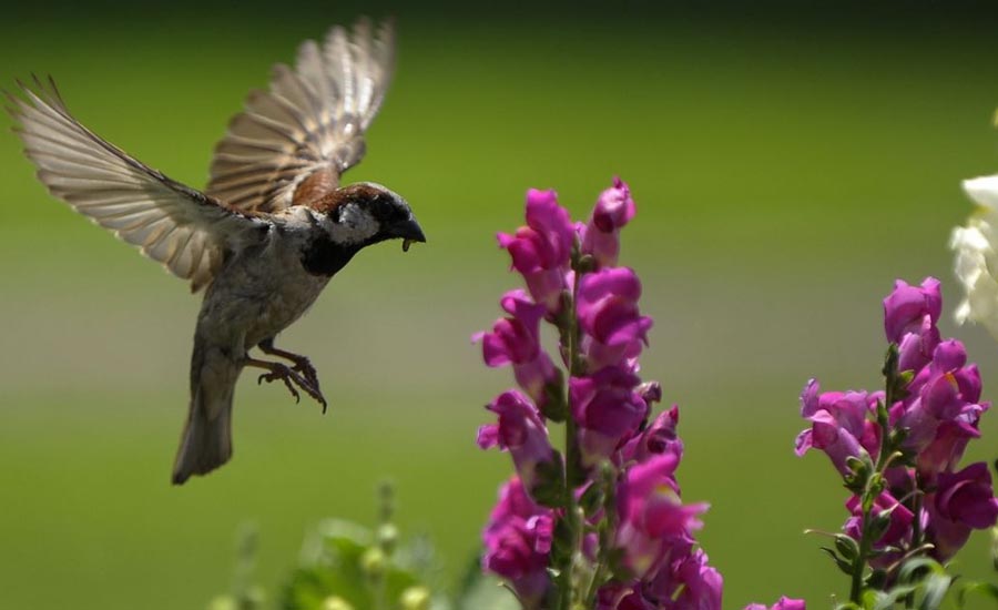 Why It is Vitally Important to Save the Birds of Kolkata