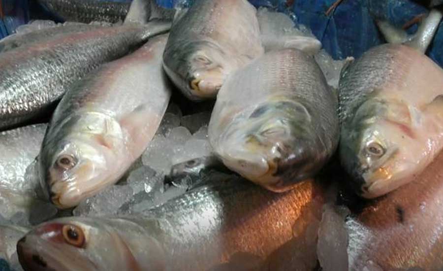 ilish machh (hilsa fish)