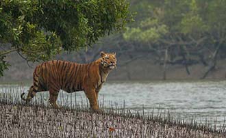 How Planting Trees in Sundarbans Can Protect Kolkata