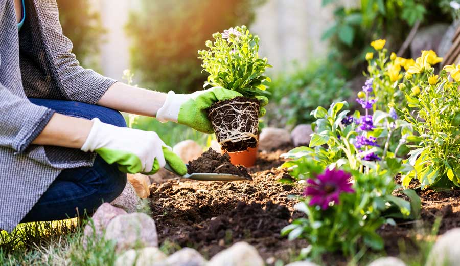 How You can Create an Admirable Garden even if You are a Total Starter